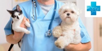 Бесплатная вакцинация собак и кошек